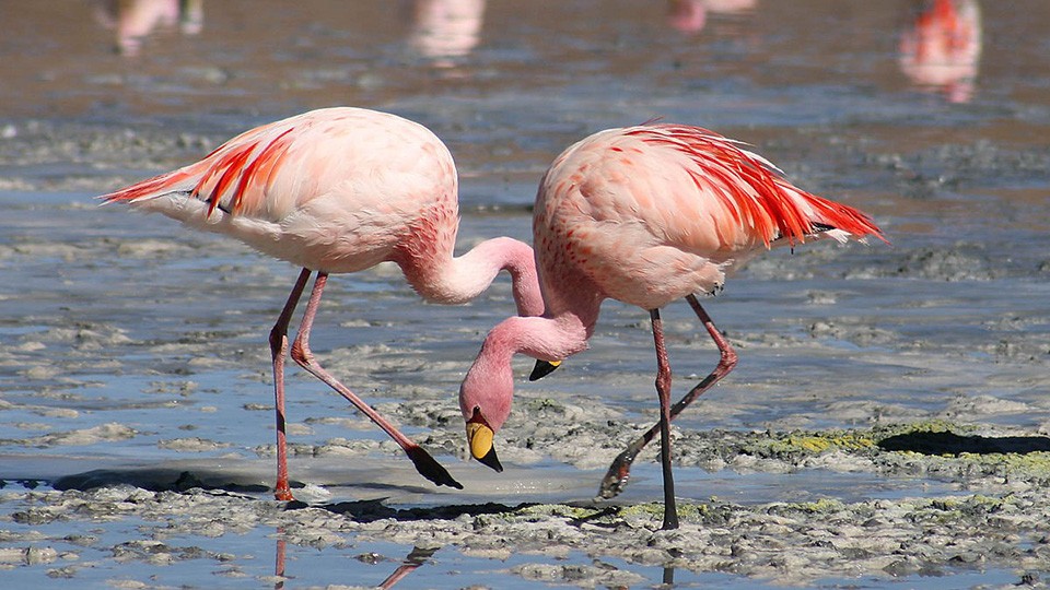Flamingo：火烈鸟