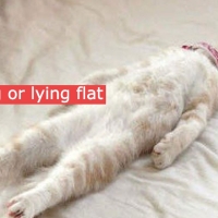 Tangpingnism：躺平主义