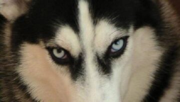 看美剧学英语：“白眼狼”的四种地道口语表达