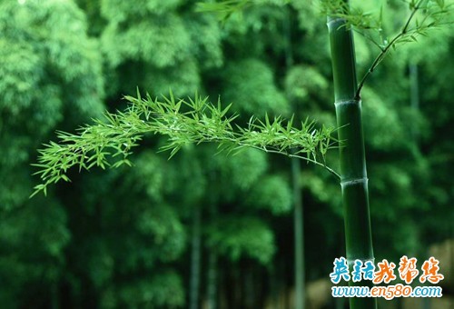 人生很多时候需要有竹子的潜伏精神